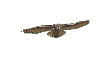 Attackmode Sticker by Ooltewah Owls
