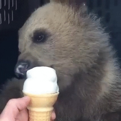 ice cream GIF