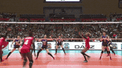 Party Love GIF by Volleyball World