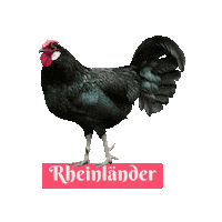 Hahn Gockel Sticker