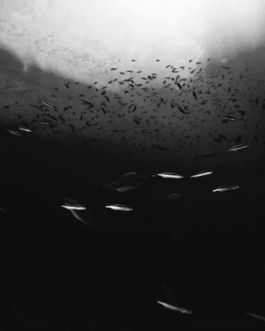 GIF by Shark Week