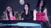 rebecca black cat GIF by Nebraska Humane Society