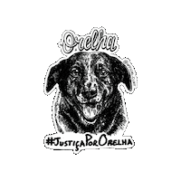 OfficialClint orelha justiçapororelha justicepororelha justicapororelha Sticker