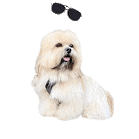 Lhasa Apso Sticker by Pimp Yo Pets