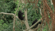 GIF by Harvard University