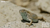 Lick Flirt GIF by BBC Earth