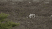 viceland GIF by ABANDONED