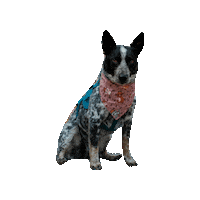 Cattle Dog Sticker by Geekster Pets
