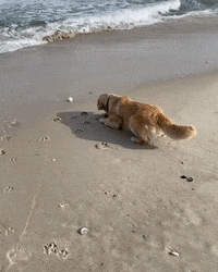 Dog Beach GIF by JustViral