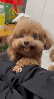 cuteanimalland giphyupload GIF