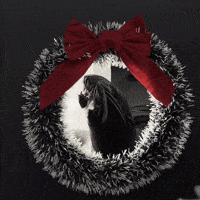 Christmas Seal GIF by Valley Zoo Development Society