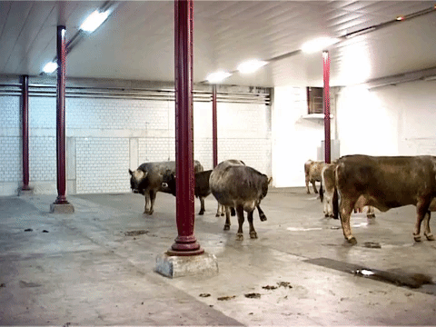cows GIF