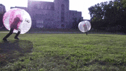 niu niuhuskies GIF by Northern Illinois University