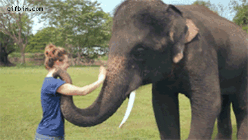 elephant GIF