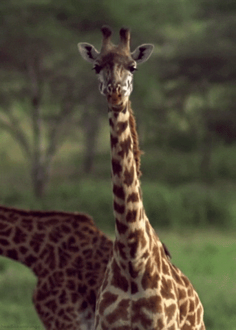 masai giraffe GIF by Head Like an Orange
