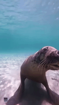 Sea Lion Gives Diver 'Puppy Dog' Eyes