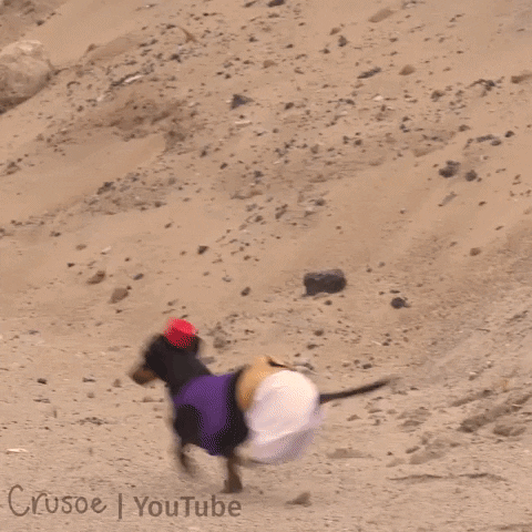 Crusoegifs aladdin cute dogs dachshunds GIF