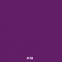 Animal Rights GIF by PETA