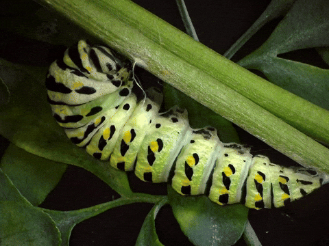 Garden Molting GIF by Ansel Oommen