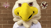 Excited College Sports GIF by College Colors Day