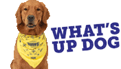 Dog Hello Sticker by BUSH'S® Beans