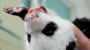 panda GIF by Nat Geo Wild 