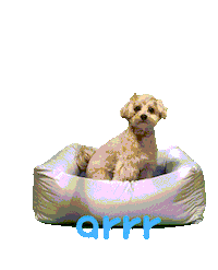 아르르 Sticker by arrr_official