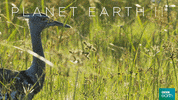 planet earth 2 bird GIF by BBC Earth