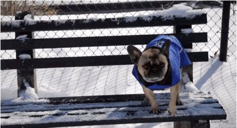 confused dog GIF by The BarkPost 