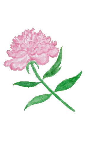 doveygoose giphyupload watercolor peony summer flowers Sticker