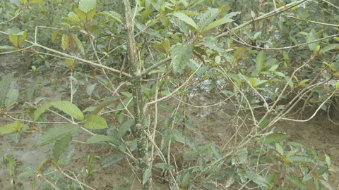 nlnaturals giphyupload kratom GIF