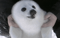 seal GIF by Bustle