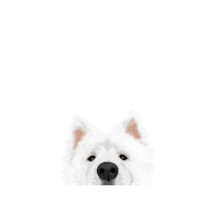 Dog Sticker by Pickle's Pawtraits
