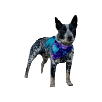 Cattle Dog Strider Sticker by Geekster Pets