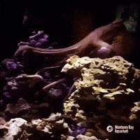 blue planet ocean GIF by OctoNation