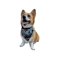 Dc Comics Batman Sticker by Geekster Pets