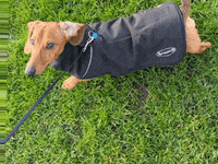 KantoLegend_ dog puppy walking doggo GIF