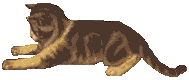 cat STICKER