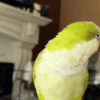 NoBiteClub party parrot dancing bird partyparrot nobiteclub GIF
