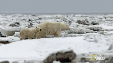 polar bear GIF by Nat Geo Wild