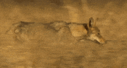 indian wolf GIF by Head Like an Orange