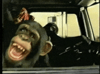 Car Laughing GIF