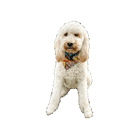 Doodle Beckett Sticker by Geekster Pets