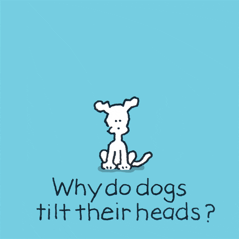 Dogs Youre Cute GIF by Chippy the Dog