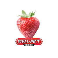 Sparkle Sparkling Sticker by Well Pict Berries