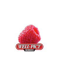 Sparkle Sparkling Sticker by Well Pict Berries