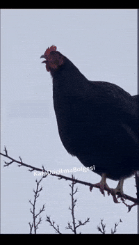 Scream Chicken GIF