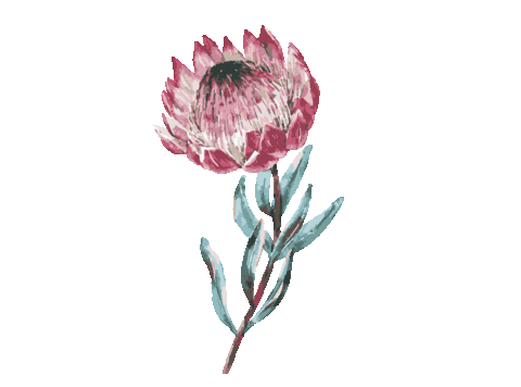 senikaparacasar giphyupload flowers wedding flores Sticker