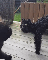 Black Cat Investigates Halloween Doppelgänger