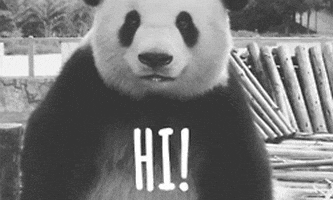 Panda Hello GIF